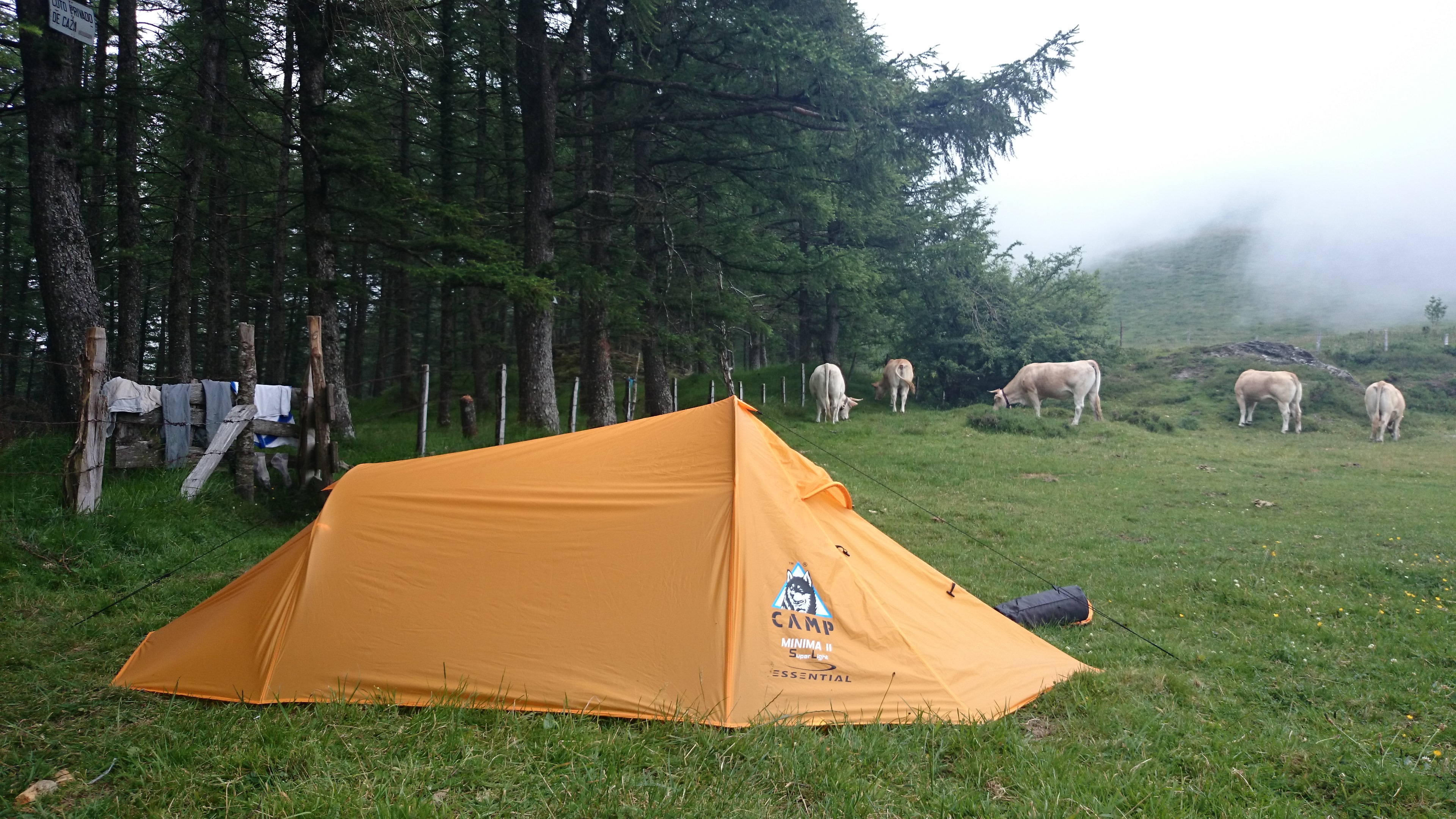 Camping avec vaches et chevaux