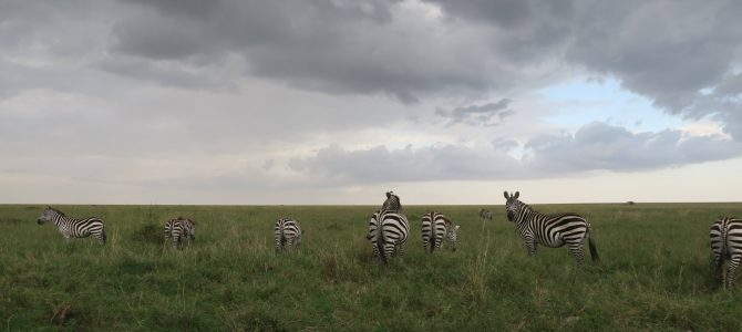 Safari dans le Tarangire, Serengeti et Ngorongoro